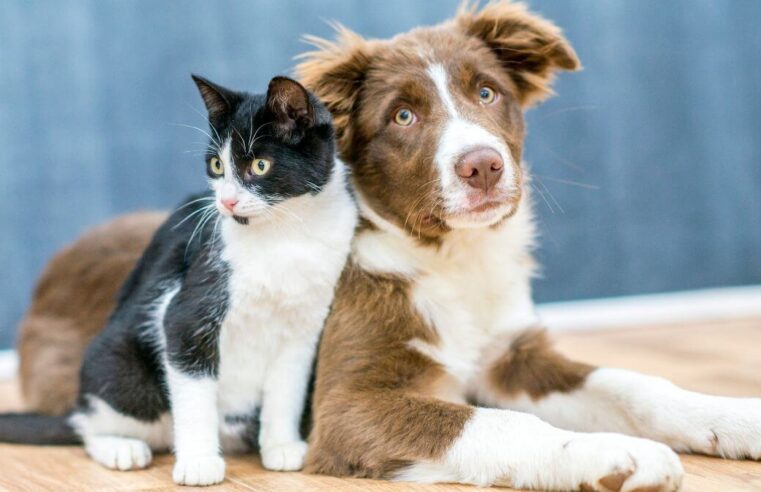 Vetmóvel leva serviços gratuitos para animais no Parque Soledade, em Caucaia
