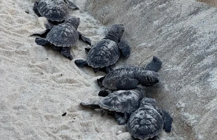 Nascimento de tartarugas marinhas emociona moradores e visitantes na praia do Cumbuco