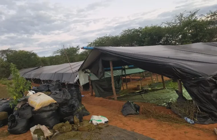 Após fiscalização do deputado André Fernandes, Governo do Ceará determina investigação sobre operação que encontrou plantação de maconha em Acopiara